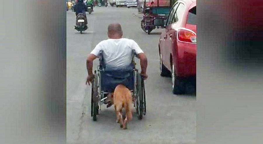 Perrito ayuda a su amo