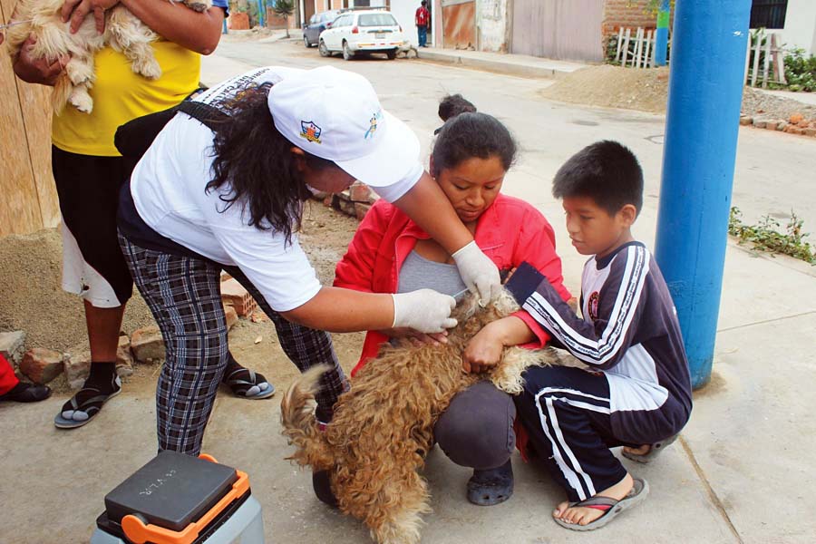 Vacunación mascotas