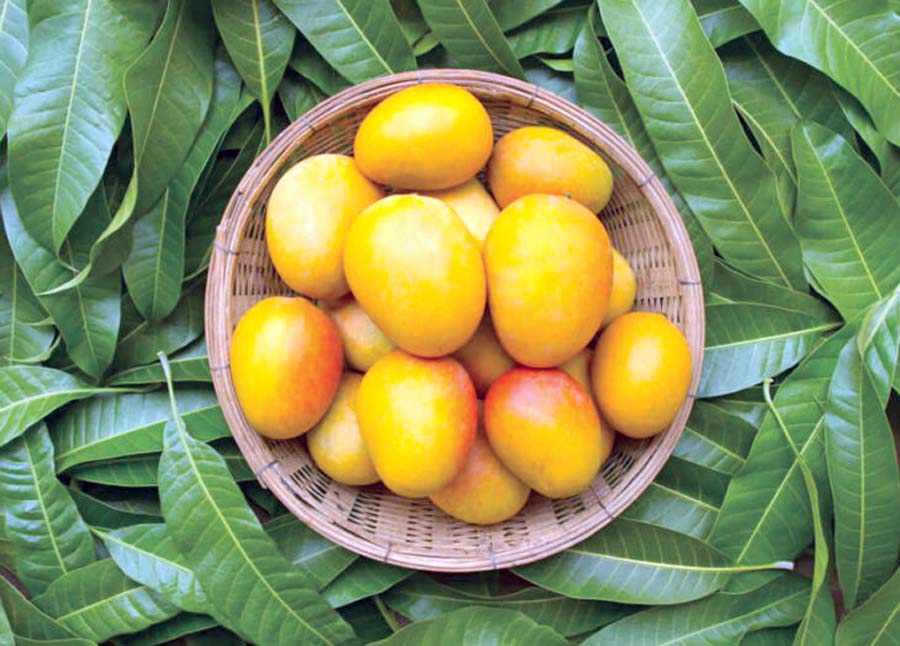 Mango