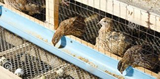 Crianza de codornices