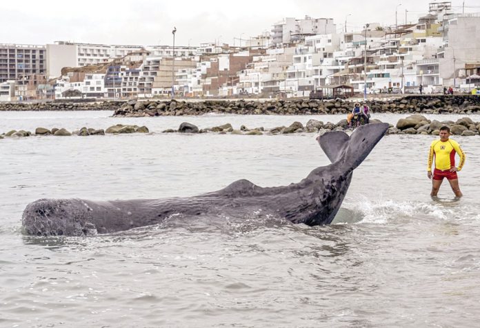 Ballena varada