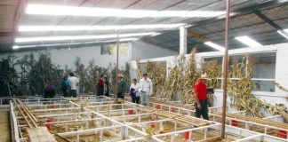 Crianza comercial de cuy