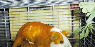 Gana más mil soles por criar cuyes Crianza de cuy