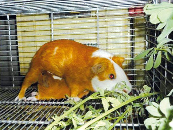 Crianza de cuy