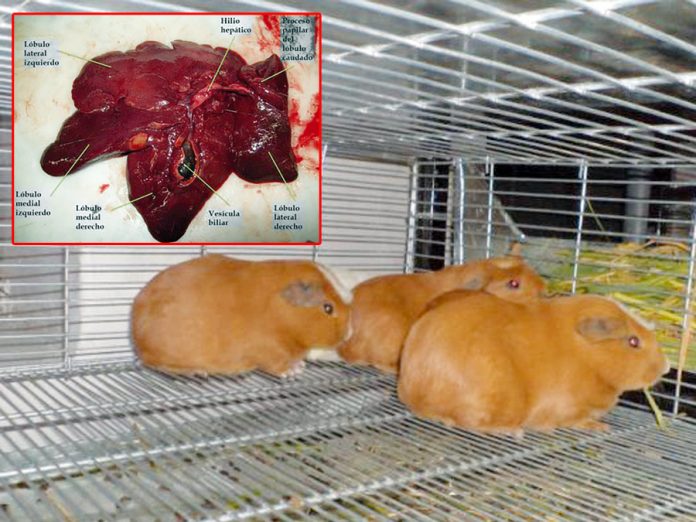 Hiel-de-cuy Hiel de cuy