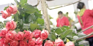 Venta de flores