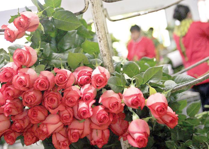 Venta de flores