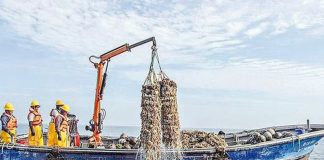 Cierran área de producción de moluscos en el Callao Pescadores
