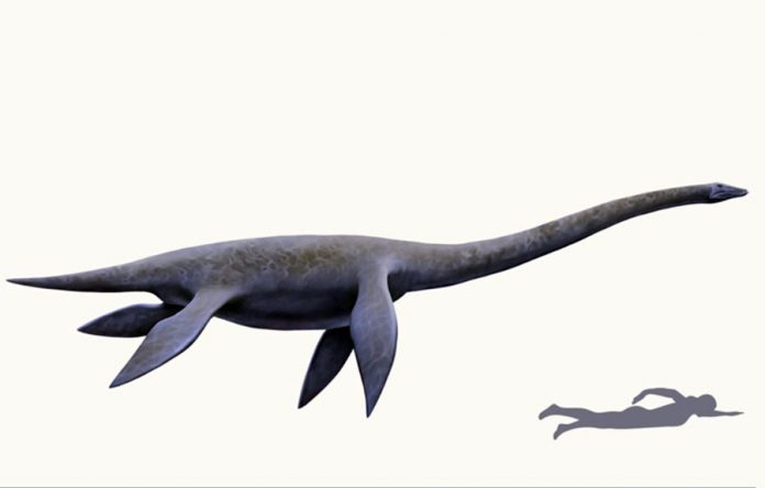 Plesiosaurio Plesiosaurio