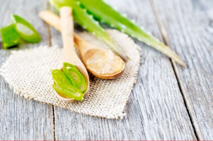 aloe vera