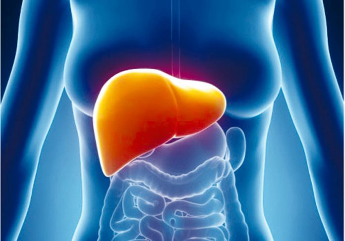 hígado hígado