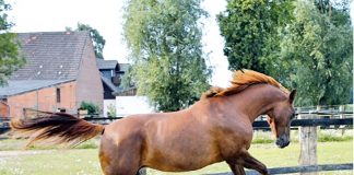 Caballo