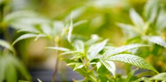 Brasil aprueba venta de productos medicinales a base de cannabis Cannabis