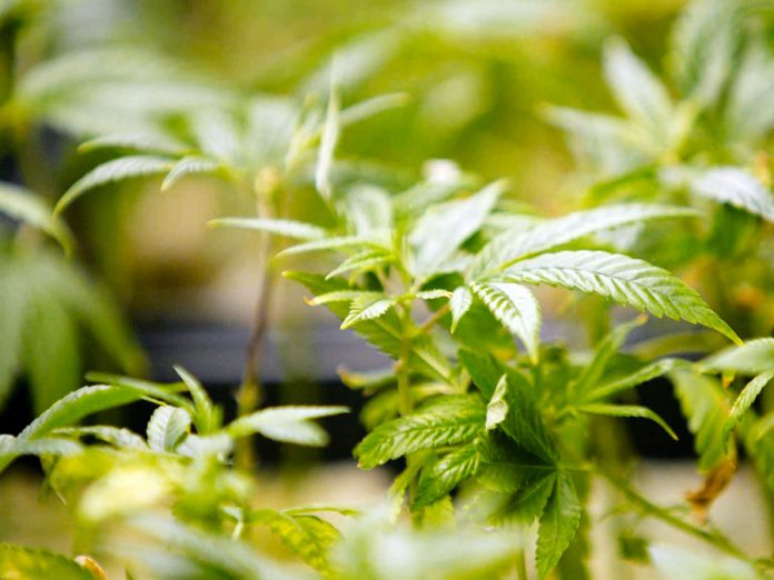 Cannabis