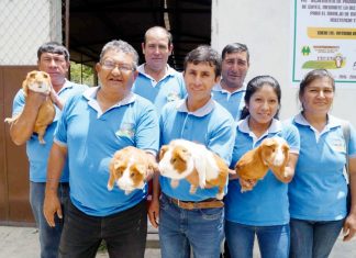 Crianza comercial de cuyes