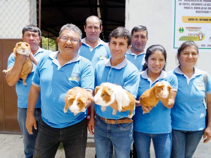 Crianza comercial de cuyes
