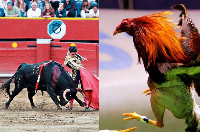 Corrida de toros y pelea de gallos