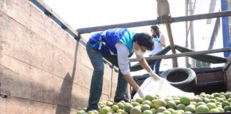 Distribución de naranjas