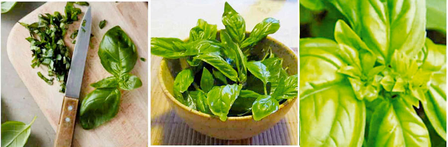 Albahaca
