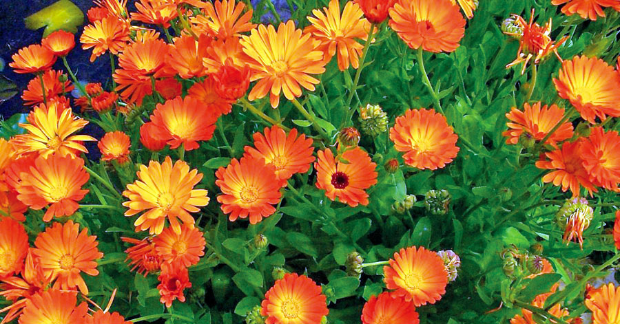 Calendula