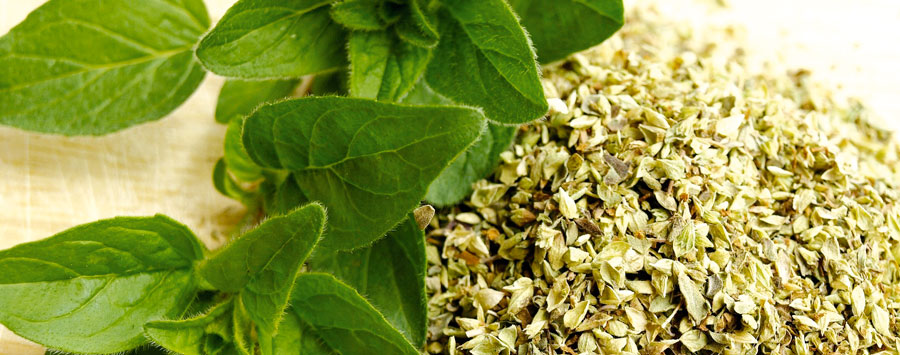 Oregano