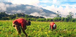 Agricultores chirgüeños