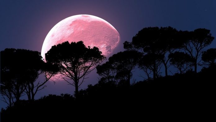 Luna rosa