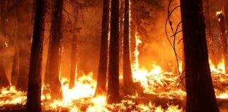 Incendios forestales