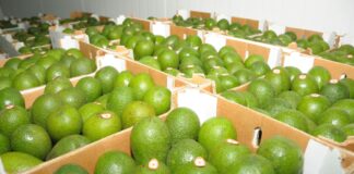 Exportaciones