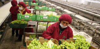 Trabajadores del sector agroindustrial