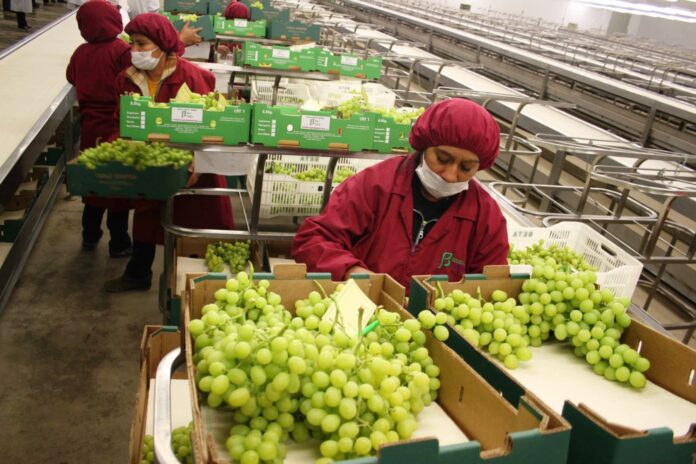 Trabajadores del sector agroindustrial