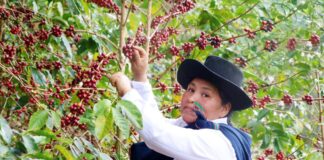 Café cusqueño recauda $42 mil en subasta internacional