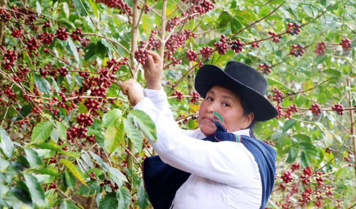 Café cusqueño recauda $42 mil en subasta internacional