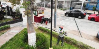 En Pueblo Libre detectan árboles muertos en pie