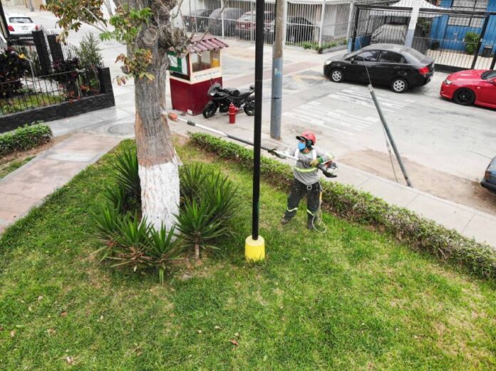 En Pueblo Libre detectan árboles muertos en pie