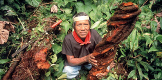 AYAHUASCA