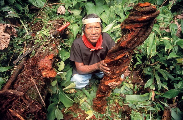 AYAHUASCA