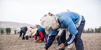 Productores agropecuarios