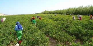 El Fondo AgroPerú entregó más de S/37 millones en créditos apoyando el trabajo de alrededor de 5,295 productoras agropecuarias AgroPerú