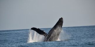 Avistamiento de Ballenas