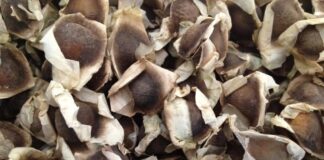 Semillas de moringa
