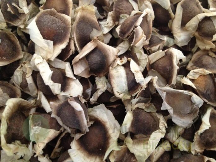 Semillas de moringa