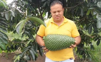 Noni