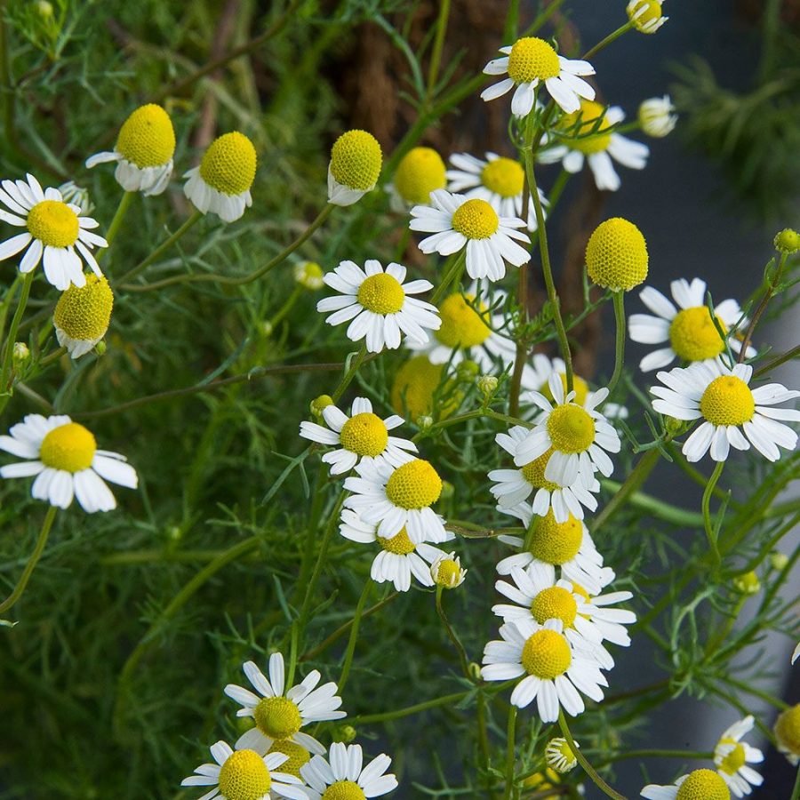 matricaria