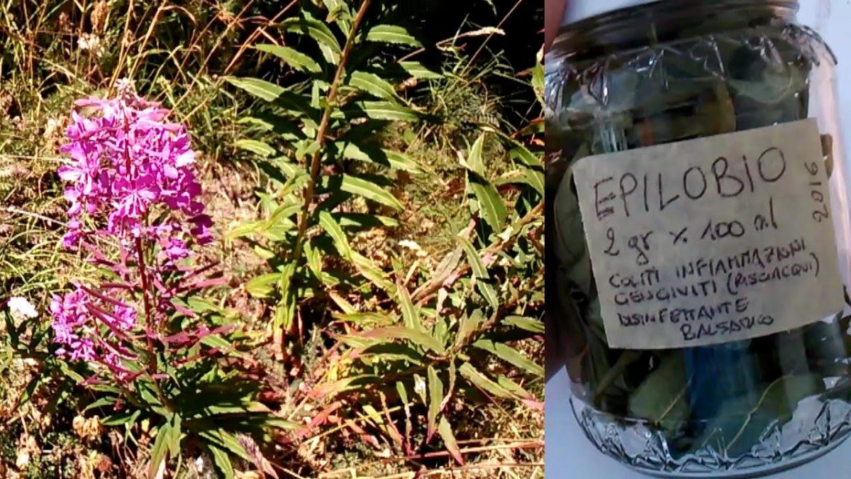 EPILOBIO