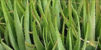 Aloe Vera