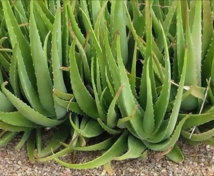 Aloe Vera