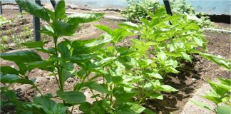 Albahaca