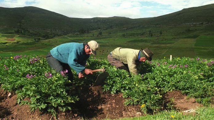 Agricultura