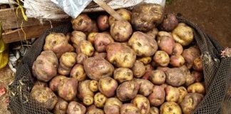 Verduras y tubérculos suben de precio Papa